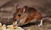 24 Hour & Emergency Exterminators in Lexington Park, MD